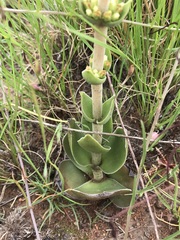 Crassula capitella nodulosa