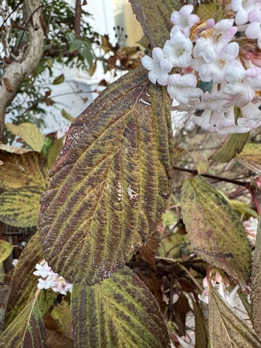 Viburnum farreri