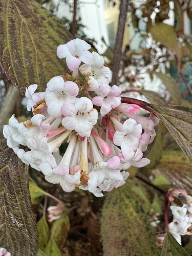 Viburnum farreri