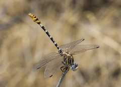 Erpetogomphus compositus
