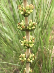 Crassula capitella nodulosa