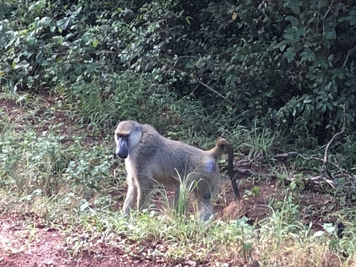 Yellow Baboon, Shimba Hills, Kwale, Coast, KE, photo 8 of 10