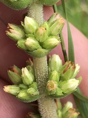 Crassula capitella nodulosa