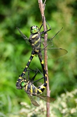 Epophthalmia elegans