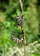 Epophthalmia elegans