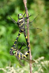 Epophthalmia elegans