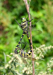 Epophthalmia elegans