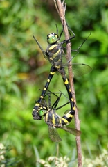 Epophthalmia elegans