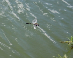 Epophthalmia elegans