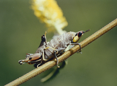 Pseudothericles jallae