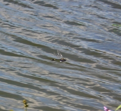 Epophthalmia elegans