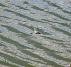 Epophthalmia elegans