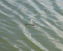 Epophthalmia elegans