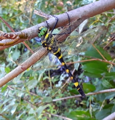 Epophthalmia elegans