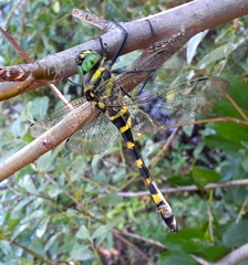 Epophthalmia elegans