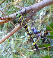 Epophthalmia elegans