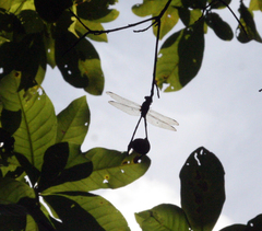 Macrogomphus kerri