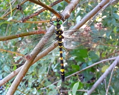 Epophthalmia elegans