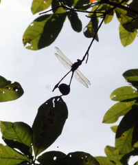 Macrogomphus kerri