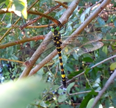 Epophthalmia elegans