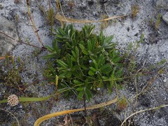 Hermas quinquedentata
