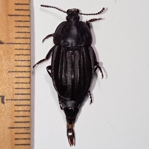 Silpha perforata