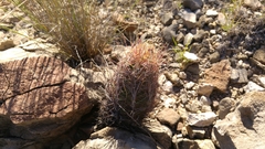 Thelocactus bicolor bicolor