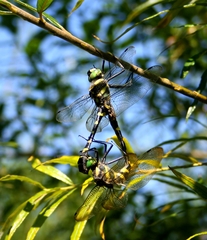 Epophthalmia elegans