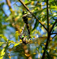 Epophthalmia elegans