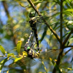 Epophthalmia elegans