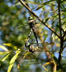 Epophthalmia elegans