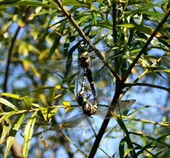 Epophthalmia elegans