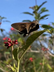 Asbolis capucinus