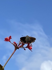 Asbolis capucinus