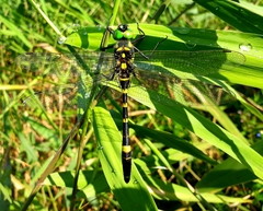 Epophthalmia elegans