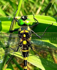 Epophthalmia elegans