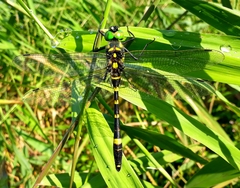 Epophthalmia elegans