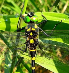 Epophthalmia elegans