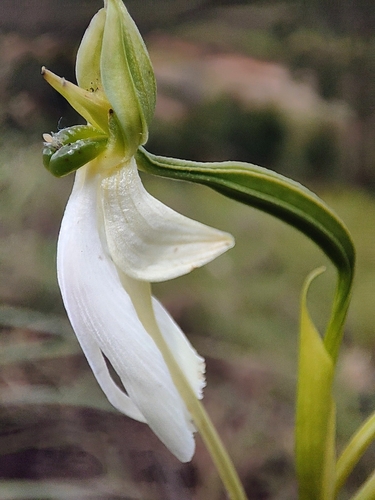 long-tailed habenaria (Habenaria longicorniculata)