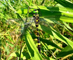 Epophthalmia elegans