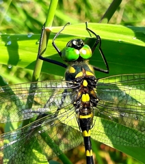 Epophthalmia elegans