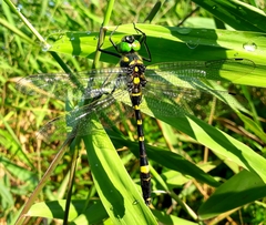 Epophthalmia elegans