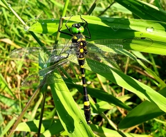 Epophthalmia elegans