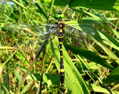 Epophthalmia elegans