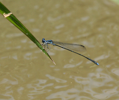 Prodasineura coerulescens