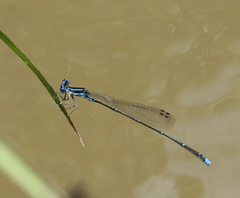 Prodasineura coerulescens