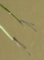 Prodasineura coerulescens