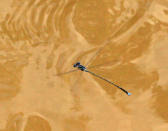 Prodasineura coerulescens