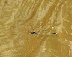 Prodasineura coerulescens