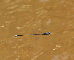 Prodasineura coerulescens